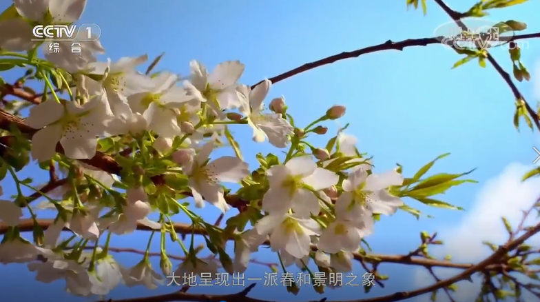 倡导文明祭祖弘扬缅怀新风.png